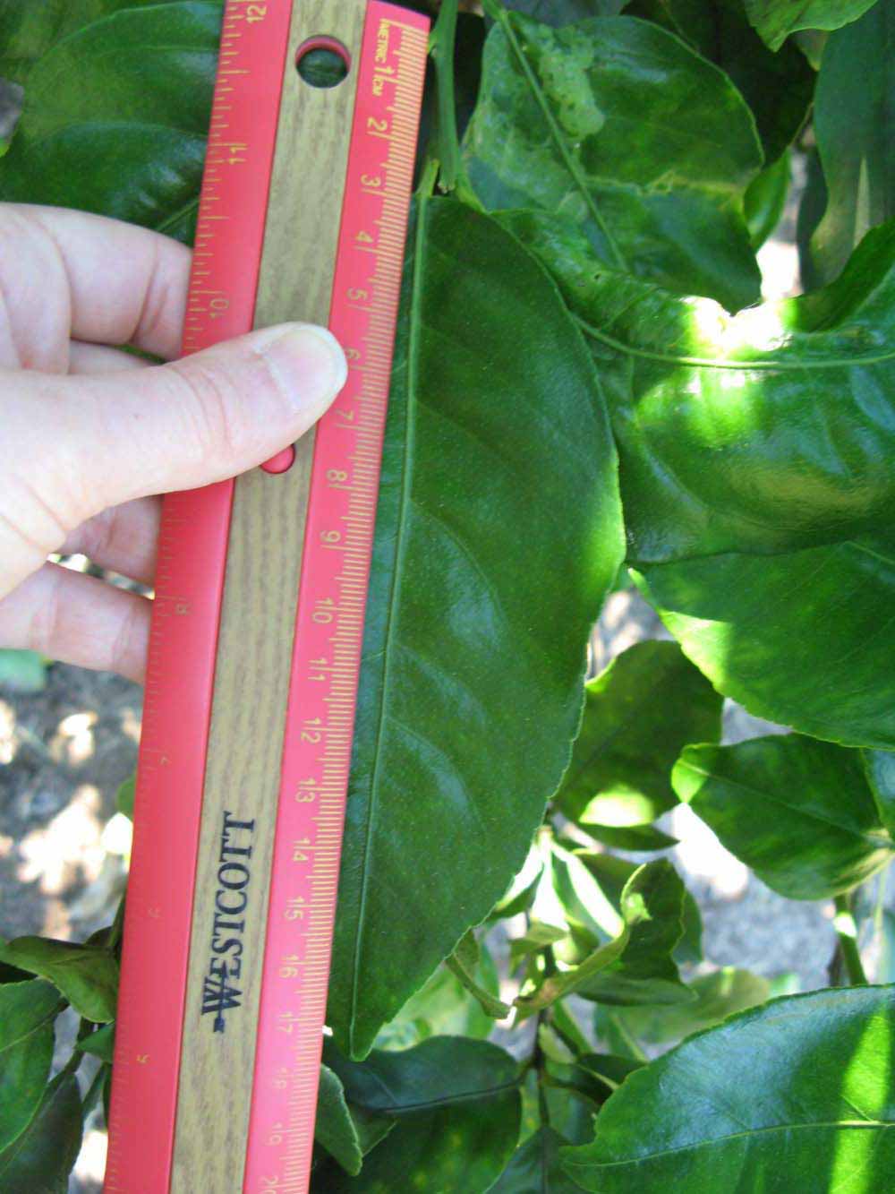              Unifoliolate leaf (Winter Haven, FL)       